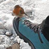 Lieber einen Spatz in der Hand…
