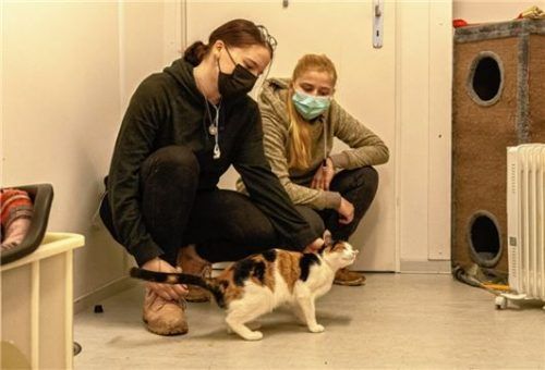 Alisa ist voller Vertrauen: Wie alle anderen Katzen weiß sie, dass sie von ihren Pflegerinnen Jasmin Sammet (links) und Luisa Auer (rechts) wirklich gemocht wird.