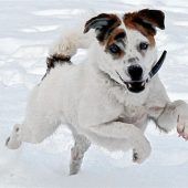 Bennie ist ein kleiner Springinsfeld