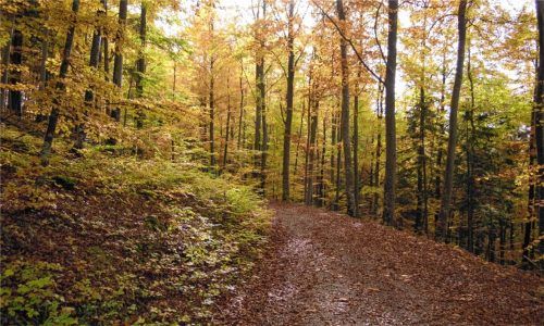 Das Ökosystem Wald verändert sich zunehmend, Nachhaltigkeit wird immer wichtiger. Foto Theresa Faust