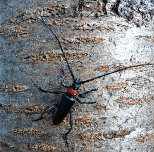 Der Asiatische Moschusbockkäfer ist ein Gehölzschädling, der auch in Kolbermoor unterwegs ist.Foto LfL