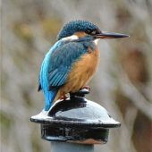 „Glücksmomente“ mit dem Eisvogel