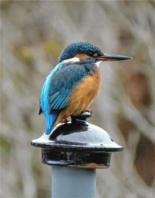 Der Eisvogel beim Besuch eines Mitterharter Gartens.