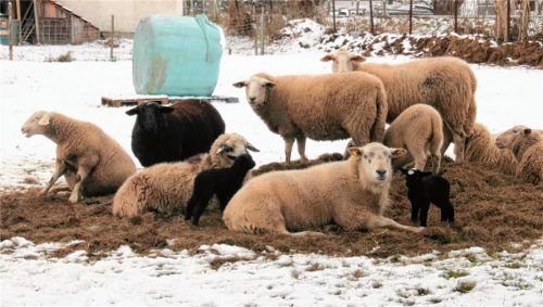 Die beiden schwarzen Lämmchen sind vor wenigen Tagen zur Welt gekommen. Foto Riediger