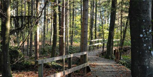 Ein beliebter Naherholungsraum: der Traunsteiner Stadtforst. Um ihn erhalten zu können, bekam die Stadt eine Waldprämie. Foto re