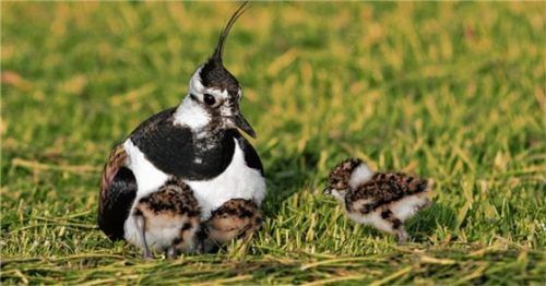 Ein Kiebitz mit Jungen: In Bayern gelten die Vögel als stark gefährdet. Foto NABU/Krüger