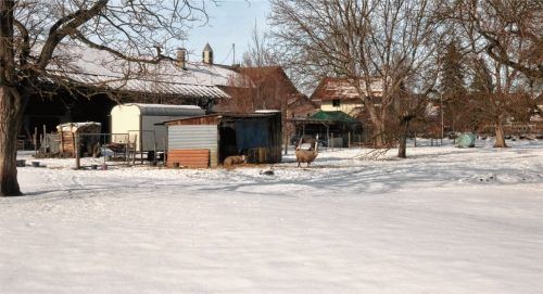 Anfang der Woche waren die Schafe auf ihrer Weide an der Kolbermoorer Staatsstraße meist im offenen Stall. Foto Riediger