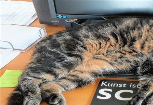 homeoffice katze re