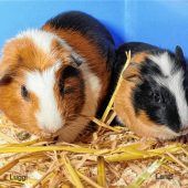Meerschweinchen-Buben gibt es nur im Doppelpack
