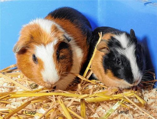 Luggi (links) und Lenzi suchen ein neues Zuhause. Foto Re