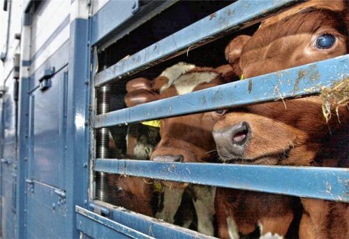 Rinder warten auf einem Lkw auf ihren Abtransport: Die Ausfuhr von 32 trächtigen Kalbinnen aus dem Landkreis Miesbach über Ungarn nach Kasachstan schlägt jetzt hohe Wellen. Foto dpa