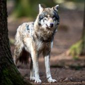 Bürger warten noch auf Strabs-Zahlung Zwei Wölfe überfahren Gericht kippt Pendler-Testpflicht 100 000 Euro für Kulturprojekt Vermisster Senior tot aufgefunden