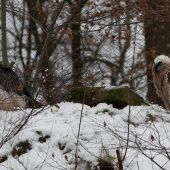 Nürnberger Bartgeier sollen nach Berchtesgaden