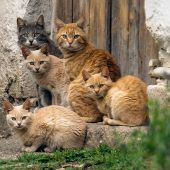 Immer mehr kranke und verwahrloste Tiere