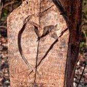 Ein Herz ins Holz geschnitzt