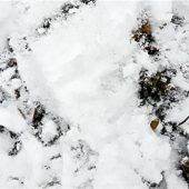 Frühlingsenzian mitten im Winter in St. Margarethen