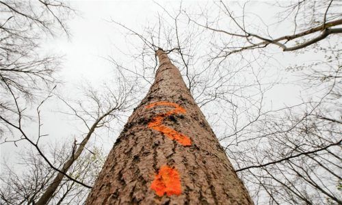 Das Eschentriebsterben ist eine durch den Pilz „Falsches weißes Stängelbecherchen“ ausgelöste Krankheit, die auch im Rosenheimer Auwald ihr Unwesen treibt. Foto dpa