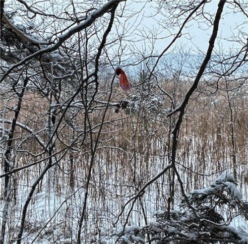 Die Hinterlassenschaften der Vierbeiner werden immer wieder in der Natur entsorgt, wie hier am Hartsee sogar in den Zweigen der Bäume. Foto Kirchner