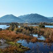 „Vierkehlchenland“ als Klimaschützer
