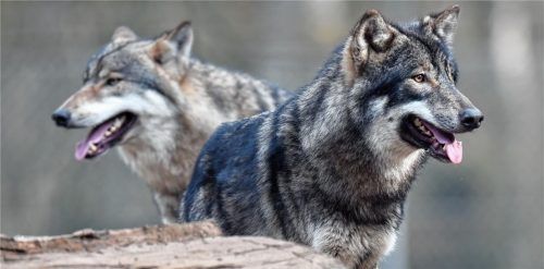 Die Rückkehr des Wolfs beschäftigt die Landwirte in der Region nach wie vor. Foto dpa