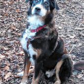 Simmerl sucht ein neues Zuhause