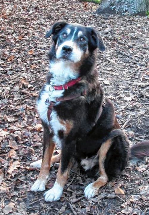 Ein trauriges Schicksal hat Hundesenior Simmerl. Sein Vorbesitzer ist verstorben, nun würde auch noch der Umzug ins neue Tierheim anstehen. Foto  re
