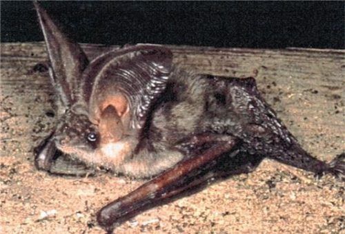 Graue Langohrfledermäuse haben sich in der Westerndorfer Kirche niedergelassen.