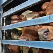 Wohl der Tiere nicht an erster Stelle