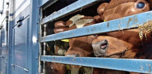 Kälber auf einem Lkw: Die Lebendtiertransporte nach Kasachstan sorgen bei unseren Lesern für Kritik.Foto dpa