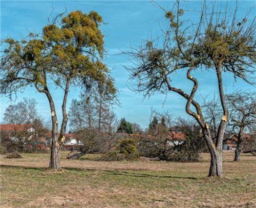 Kräftig die Äste gestutzt wurden weiteren Bäumen auf der Wiese neben der Feuerwehr.