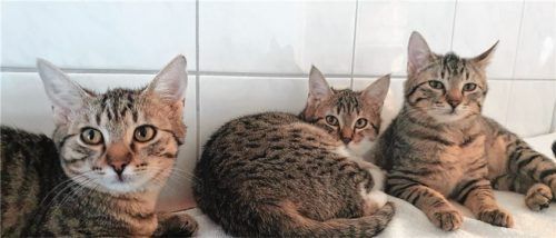 Milla, Marlen und Marie suchen ein neues Zuhause. Foto Re