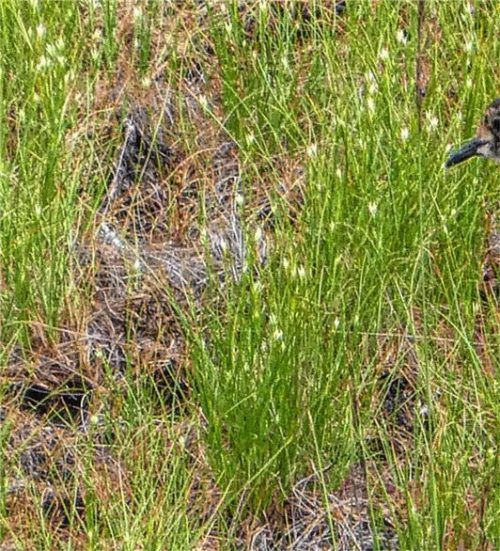 moore kibitz re

Viele Vogelarten, die stark bedroht sind, wie hier dieser junge Kiebitz brauchen zum Überleben ungestörte Rückzugsräume. Nicht wenige von ihnen brüten dort, sie sind aber auch für viele Zugvögel wichtige Rast- und Futterplätze auf dem Weg in die südlichen Winterquartiere.Foto Schlegl-Kofler