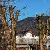„Ein guter Baumschnitt ist vergleichbar mit dem Besuch beim Friseur“