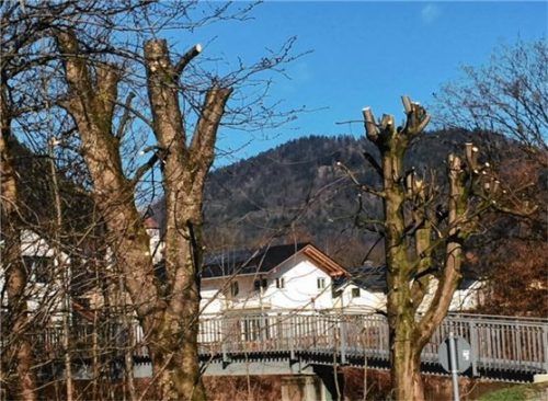 Nicht fachgerecht geschnitten, verlieren Bäume ihre natürliche Form und werden instabiler. Durch zu große Verletzungen dringen Pilze ein.Foto Pröll