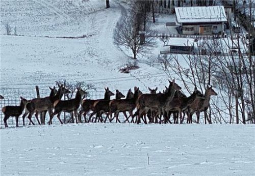 Rotwild im verschneiten Wildgehege bei Aschau. Foto re