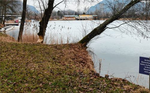 Seit Monaten nagt ein Biber am Hödenauer See in der Nähe der Wasserski-Anlage Bäume an. Weil der Sportstätte dadurch wirtschaftlicher Schaden drohe, darf das Tier laut Landratsamt Rosenheim erlegt werden. Foto Hoffmann