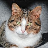 Schmusiger Siegfried