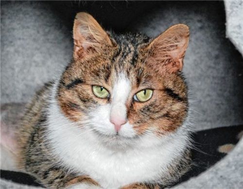 Kater Siegfried sucht ein neues Zuhause. Foto Re