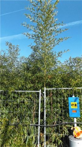 OVB Heimatzeitungen | Bambus auf Sonnensuche durch Steine und das Rohr  eines Sperrgitters