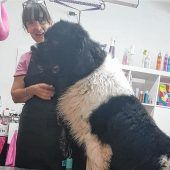 Hundesalon-Besitzerin   darf wieder öffnen