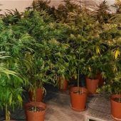 62 Kilogramm Marihuana entdeckt