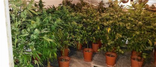 240 Pflanzen und über 60 Kilogramm frisch geerntetes Marihuana entdeckte die Kripo Rosenheim bei einer Plantage über drei Etagen. Foto  Polizei