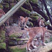 Bund Naturschutz: Mehr Luchse auswildern