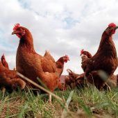 Stallpflicht fürs Geflügel