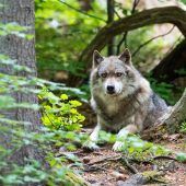 Koalitionskrach um den Wolf