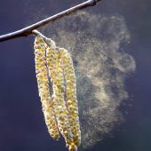 Die Pollen fliegen wieder
