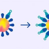 So legt das Medikament „FYB207“ das Coronavirus lahm