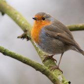 Rotkehlchen zum „Vogel des Jahres“ gekürt