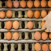 Verband: Freilandeier werden knapp