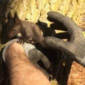 Eichhörnchen gerettet